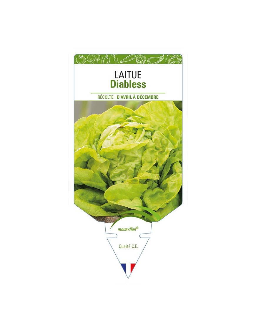 Laitue Diabless