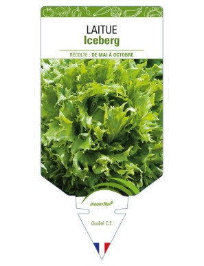 Laitue Iceberg