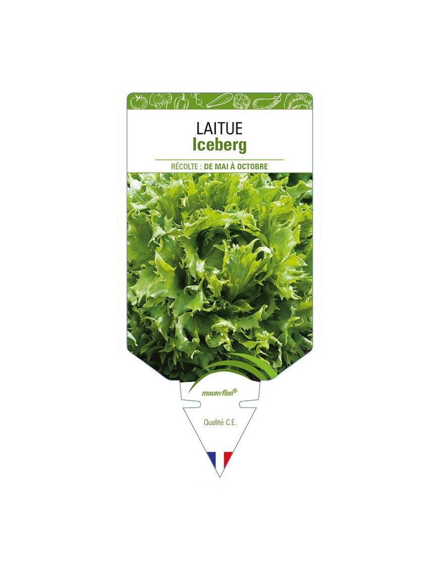 Laitue Iceberg