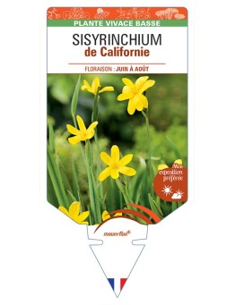 SISYRINCHIUM (californicum) de Californie (jaune)