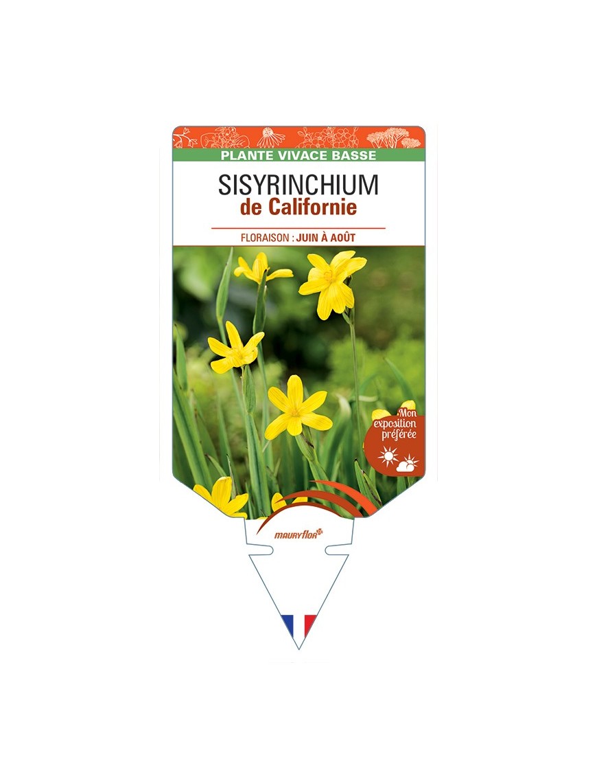 SISYRINCHIUM (californicum) de Californie (jaune)
