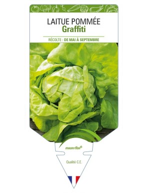 Laitue pommée Graffiti