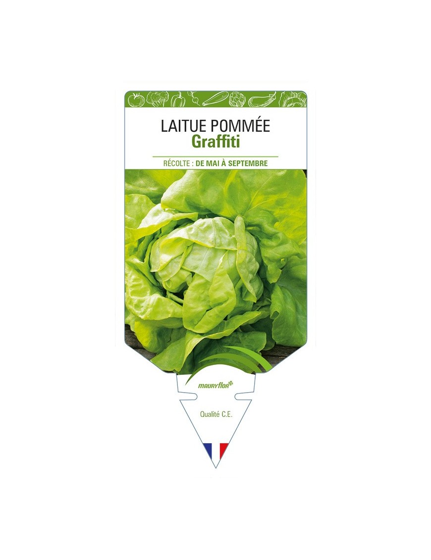 Laitue pommée Graffiti