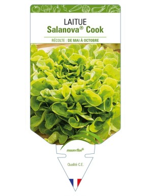 Laitue Salanova® Cook