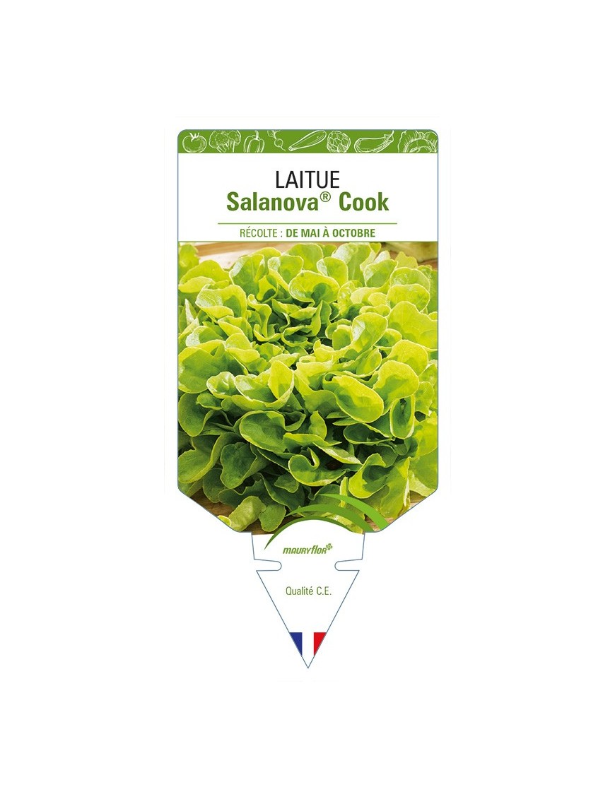 Laitue Salanova® Cook