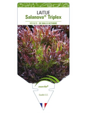 Laitue Salanova® Triplex
