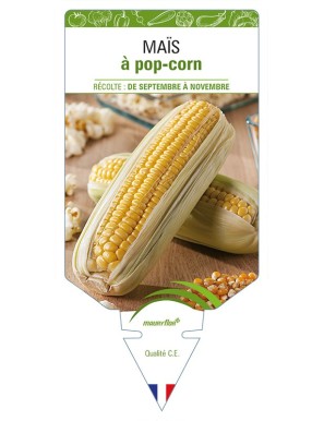 Maïs à pop-corn