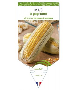Maïs à pop-corn