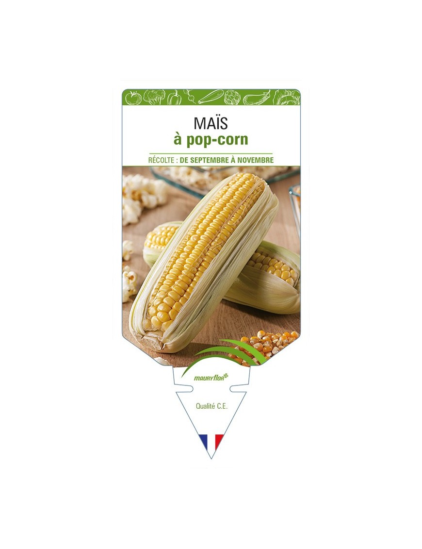 Maïs à pop-corn