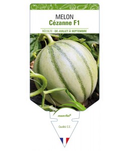 Melon Cézanne F1