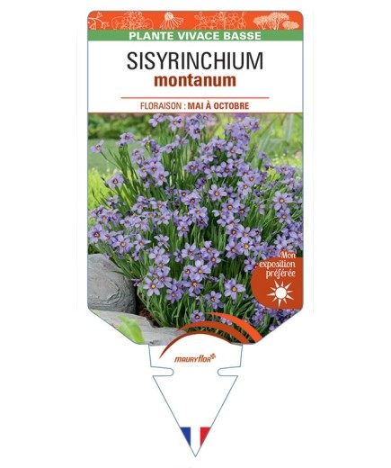SISYRINCHIUM MONTANUM