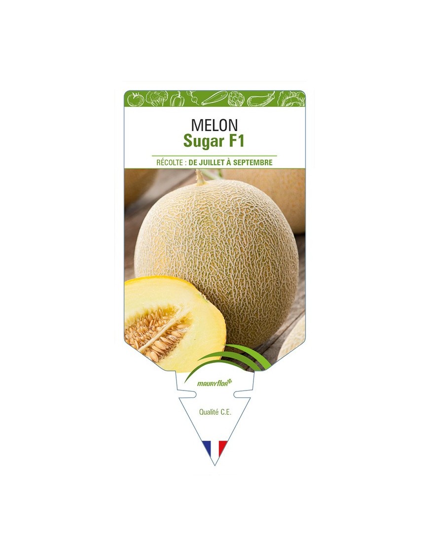 Melon Sugar F1