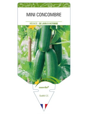 Mini Concombre