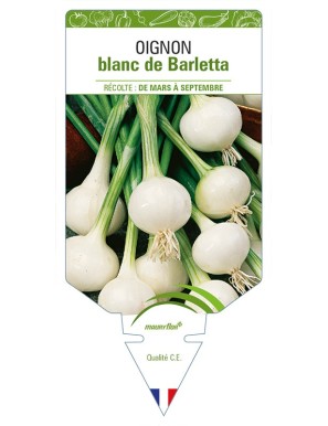 Oignon blanc de Barletta