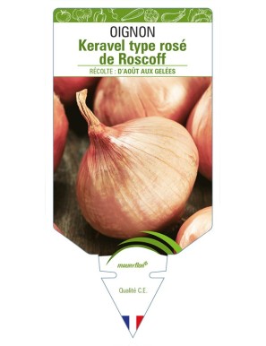 Oignon Keravel type rose de Roscoff