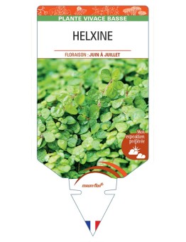 SOLEIROLIA soleirolii voir HELXINE