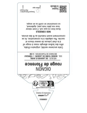 Oignon rouge de Florence