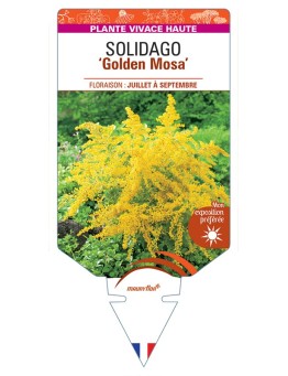 SOLIDAGO Golden Mosa