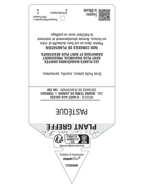 Pastèque Plant greffé