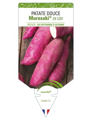 Patate douce Murasaki® 29 COV