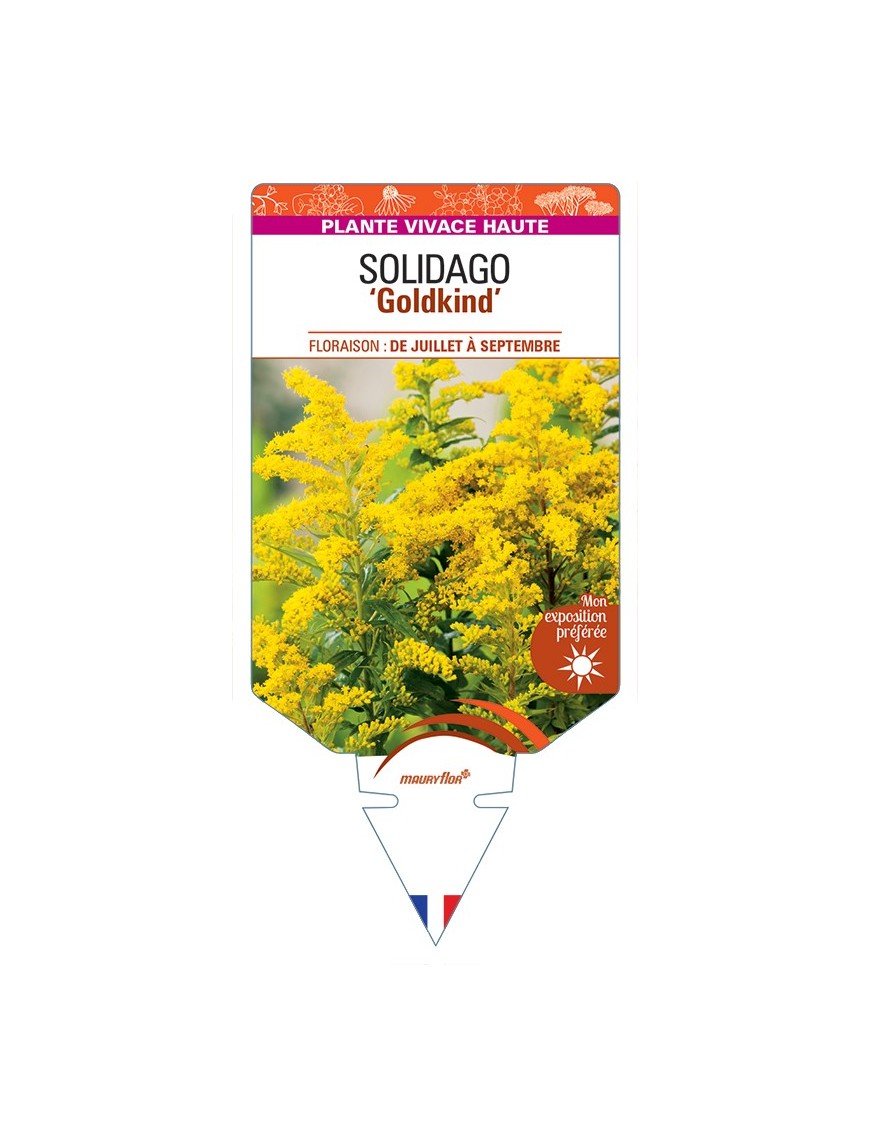 SOLIDAGO Goldkind