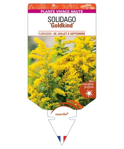SOLIDAGO Goldkind