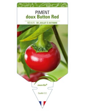 Piment doux Button Red