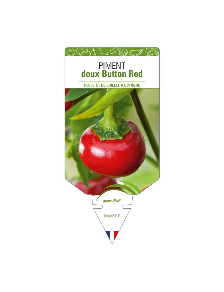 Piment doux Button Red