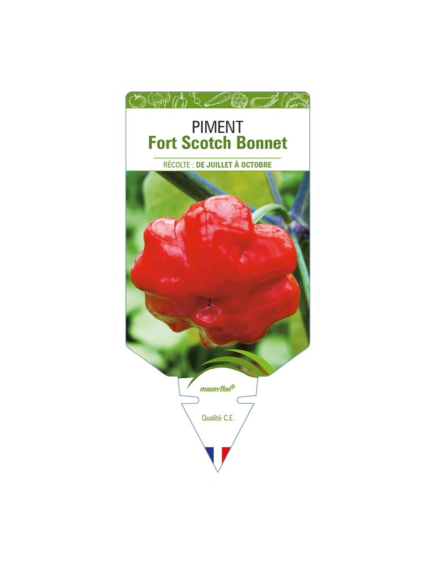 Piment Fort Scotch Bonnet