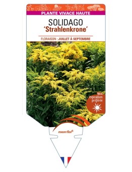 SOLIDAGO Strahlenkrone