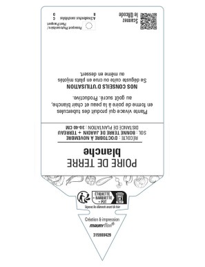 Poire de Terre blanche