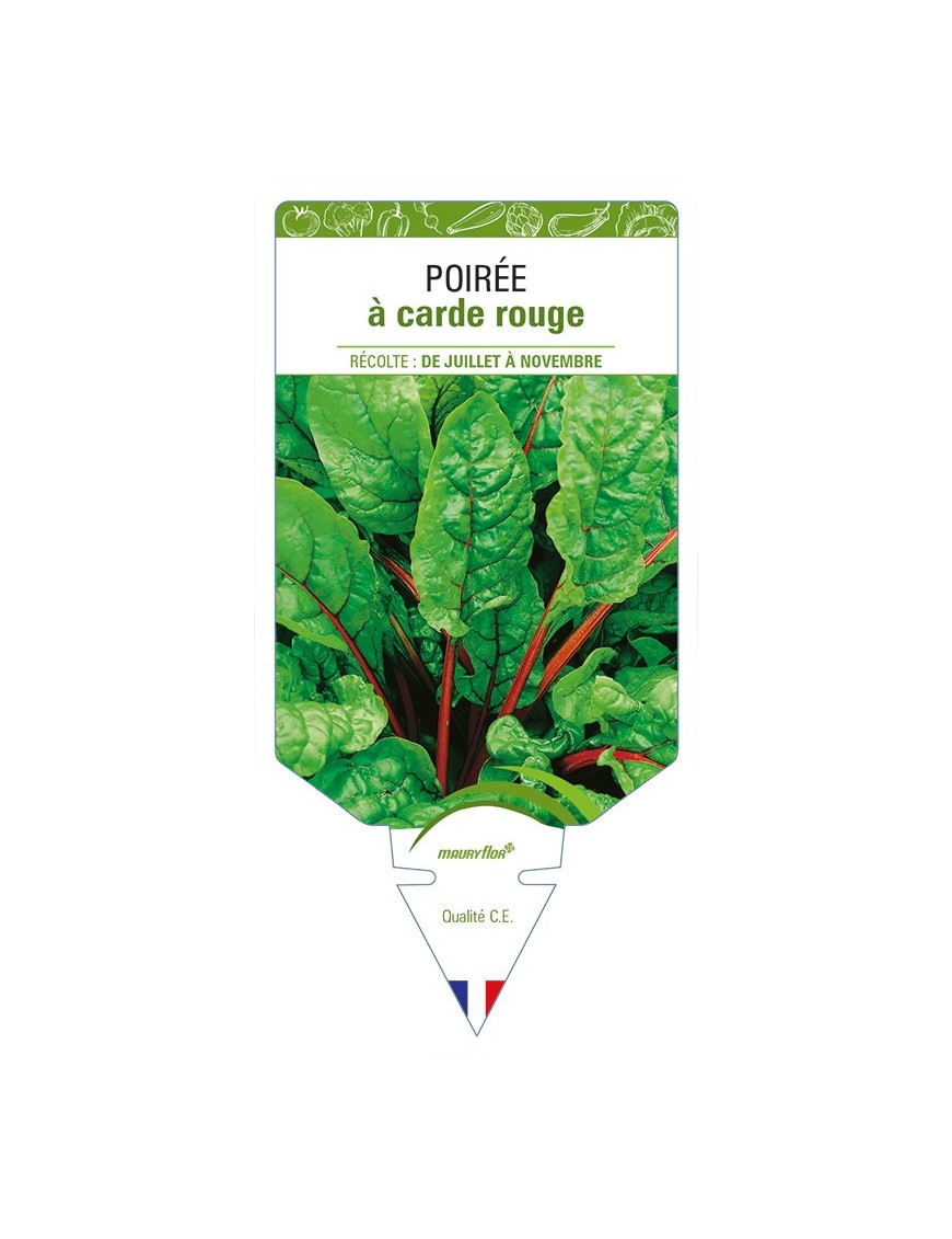 Poirée à carde rouge