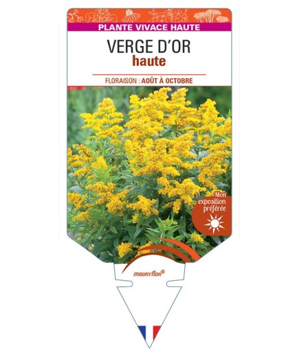 SOLIDAGO voir Verge d'Or haute (jaune)
