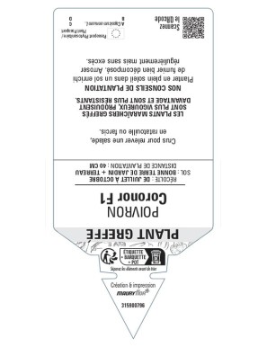 Poivron Coronor F1 Plant greffé