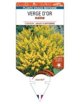 SOLIDAGO voir Verge d'Or naine (jaune)