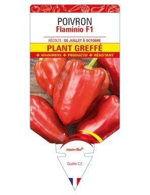 Poivron Flaminio F1 Plant greffé