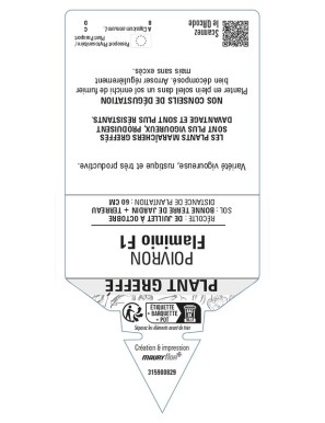 Poivron Flaminio F1 Plant greffé