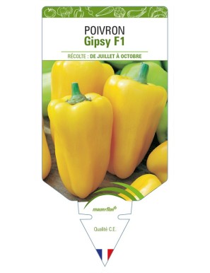 Poivron Gipsy F1
