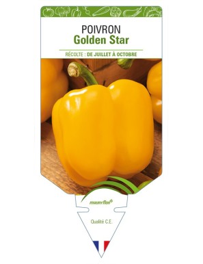 Poivron Golden Star