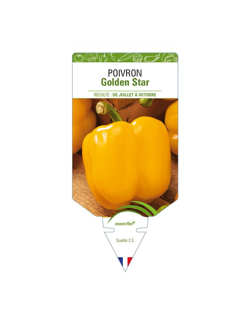 Poivron Golden Star