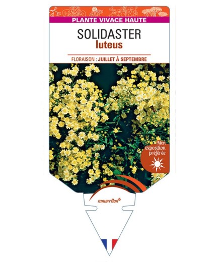 SOLIDASTER LUTEUS