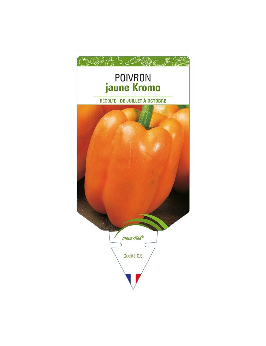 Poivron jaune Kromo