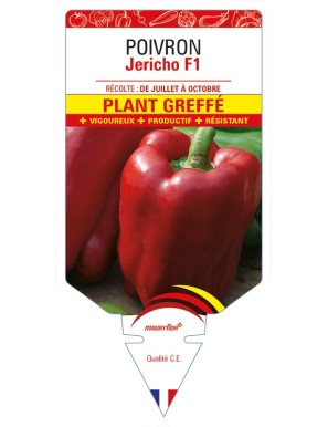 Poivron JERICHO F1 Plant greffé