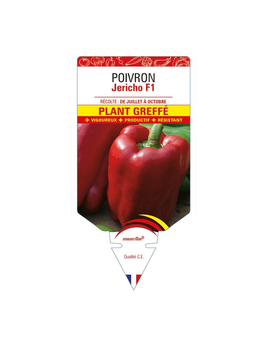 Poivron JERICHO F1 Plant greffé
