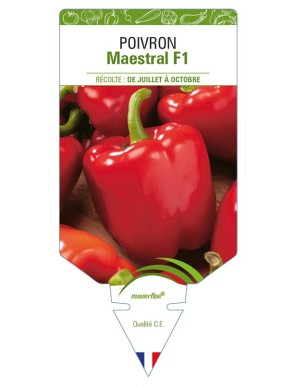 Poivron Maestral F1