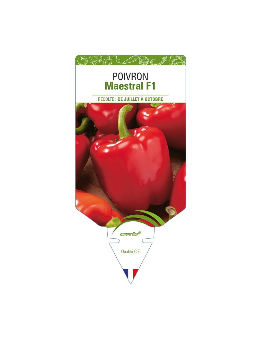 Poivron Maestral F1