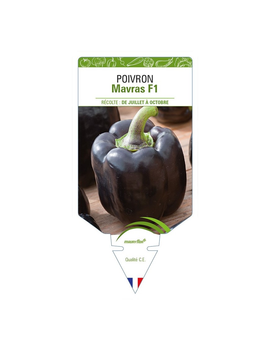 Poivron Mavras F1