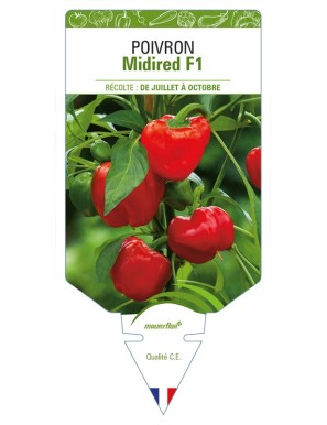Poivron Midired F1