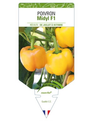Poivron Midyl F1