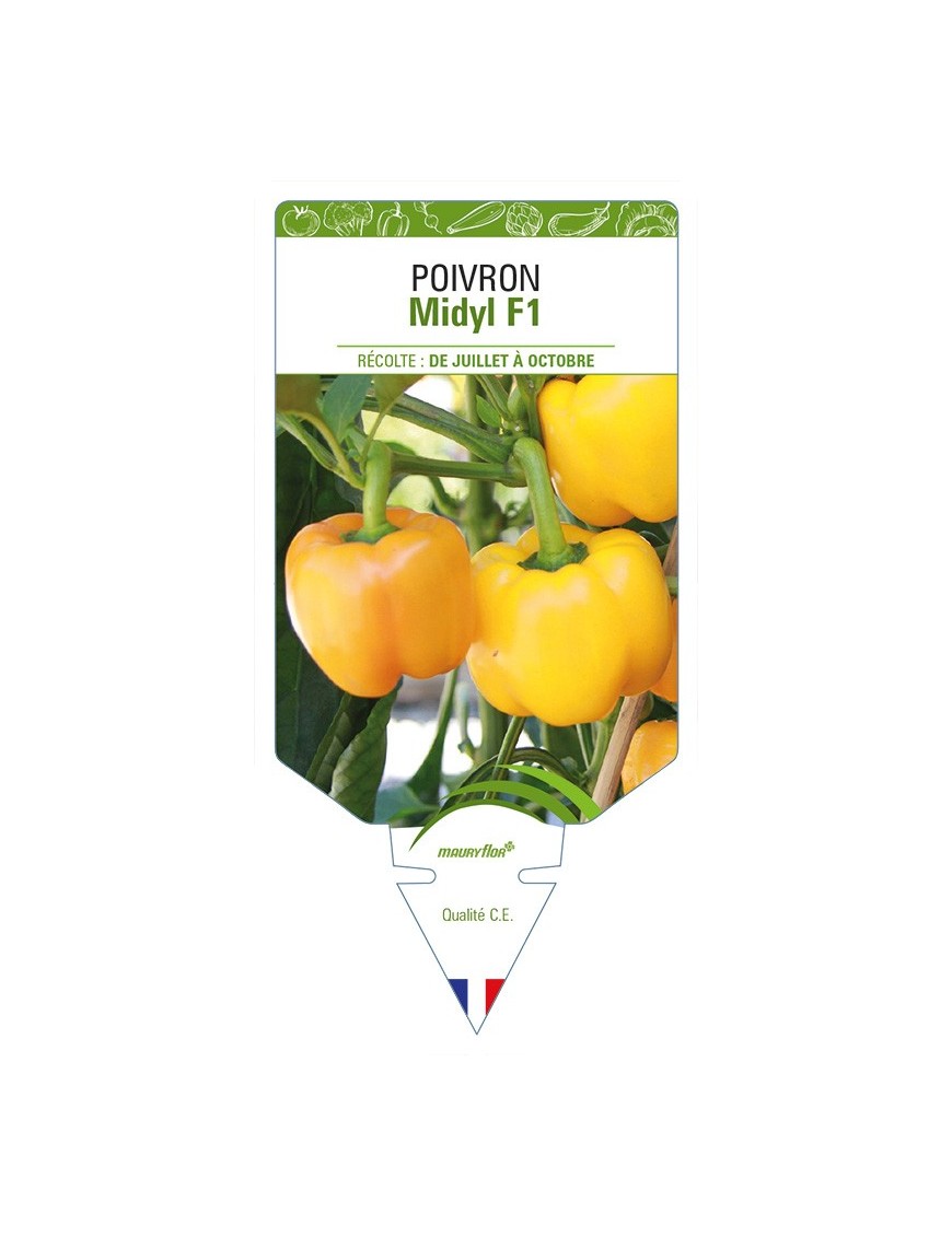 Poivron Midyl F1